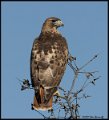 _B211450 red-tailed hawk